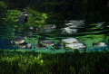   This Pic was taken Blue Spring near Bonito Brazil Nikon D7000 Seacam Housing Tokina 1017mm. nice Fish Brycon hilarii also called Piraputanga 10-17mm. 10-17mm 10 17mm.  